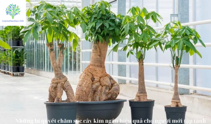 Những bí quyết chăm sóc cây kim ngân hiệu quả cho người mới tập tành