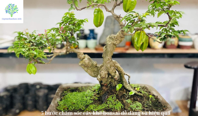 5 bước chăm sóc cây khế bonsai dễ dàng và hiệu quả