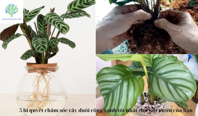 5 bí quyết chăm sóc cây đuôi công xanh tốt nhất cho sân vườn của bạn