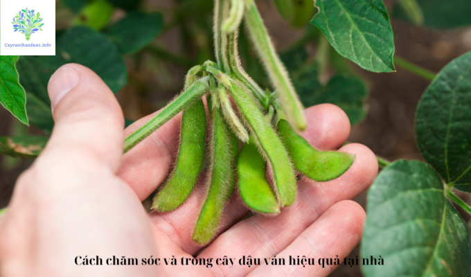 Cách chăm sóc và trồng cây đậu ván hiệu quả tại nhà