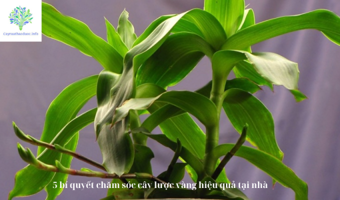 5 bí quyết chăm sóc cây lược vàng hiệu quả tại nhà